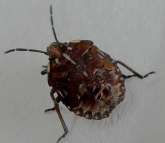 Heteroptera