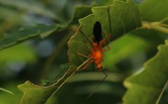 Cutocoris gilvus