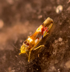 Erythroneura elegans