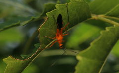 Cutocoris gilvus