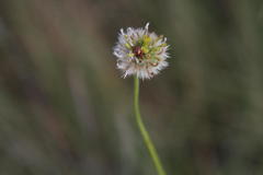 Lasiosiphon sericocephalus