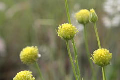 Lasiosiphon sericocephalus