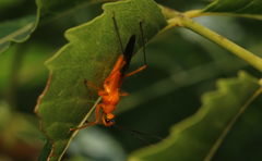Cutocoris gilvus