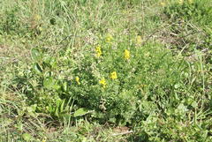 Crotalaria globifera