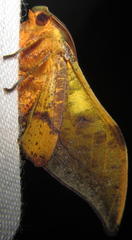 Plegapteryx anomalus
