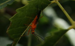 Cutocoris gilvus