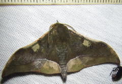 Plegapteryx anomalus