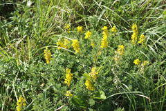 Crotalaria globifera