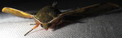 Plegapteryx anomalus