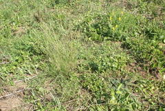 Crotalaria globifera