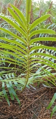 Blechnum capense