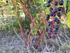 Phytolacca americana