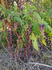 Phytolacca americana