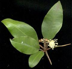 Croton pseudopulchellus