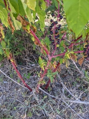 Phytolacca americana