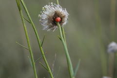 Lasiosiphon sericocephalus