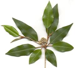 Croton pseudopulchellus