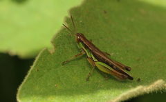 Spathosternum prasiniferum