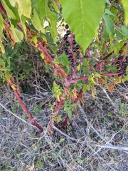 Phytolacca americana