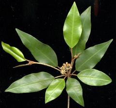 Croton pseudopulchellus
