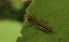 Spathosternum prasiniferum