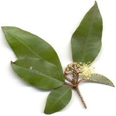 Croton pseudopulchellus