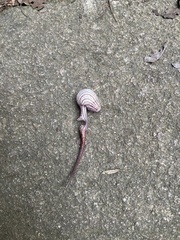 Aristolochia labiata