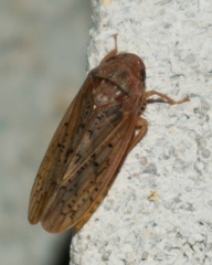 Ponana rubida