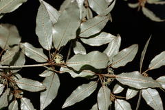 Croton pseudopulchellus