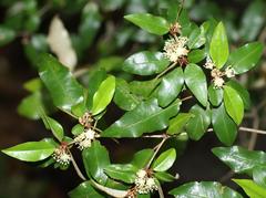 Croton pseudopulchellus