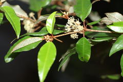 Croton pseudopulchellus