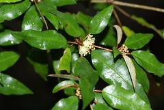 Croton pseudopulchellus