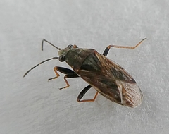 Peritrechus gracilicornis