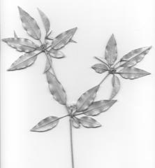 Croton pseudopulchellus