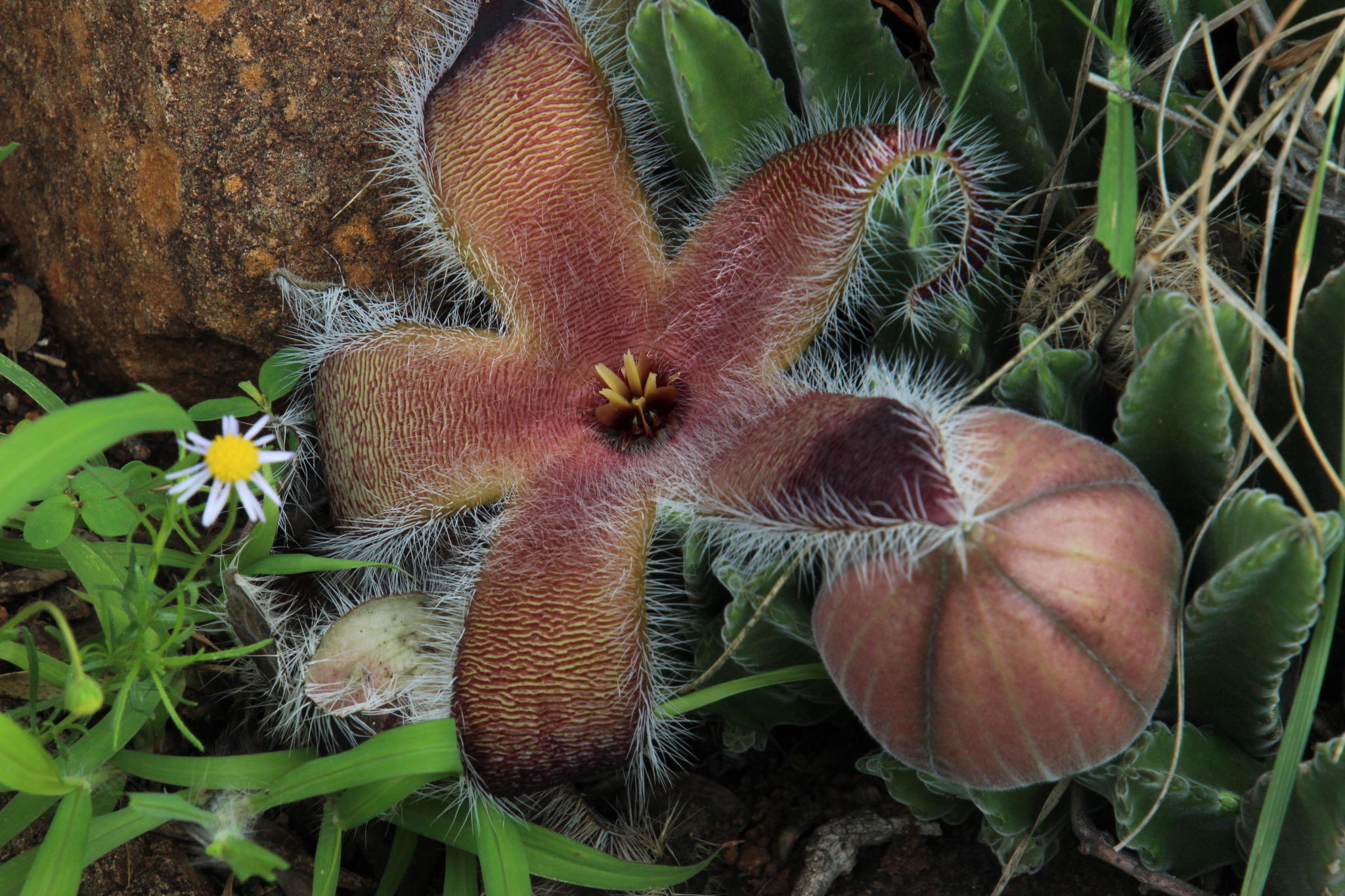 Stapelia ambigua Masson