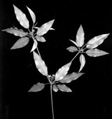 Croton pseudopulchellus