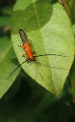 Oberea lateapicalis