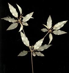 Croton pseudopulchellus