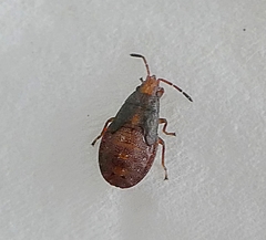 Insecta