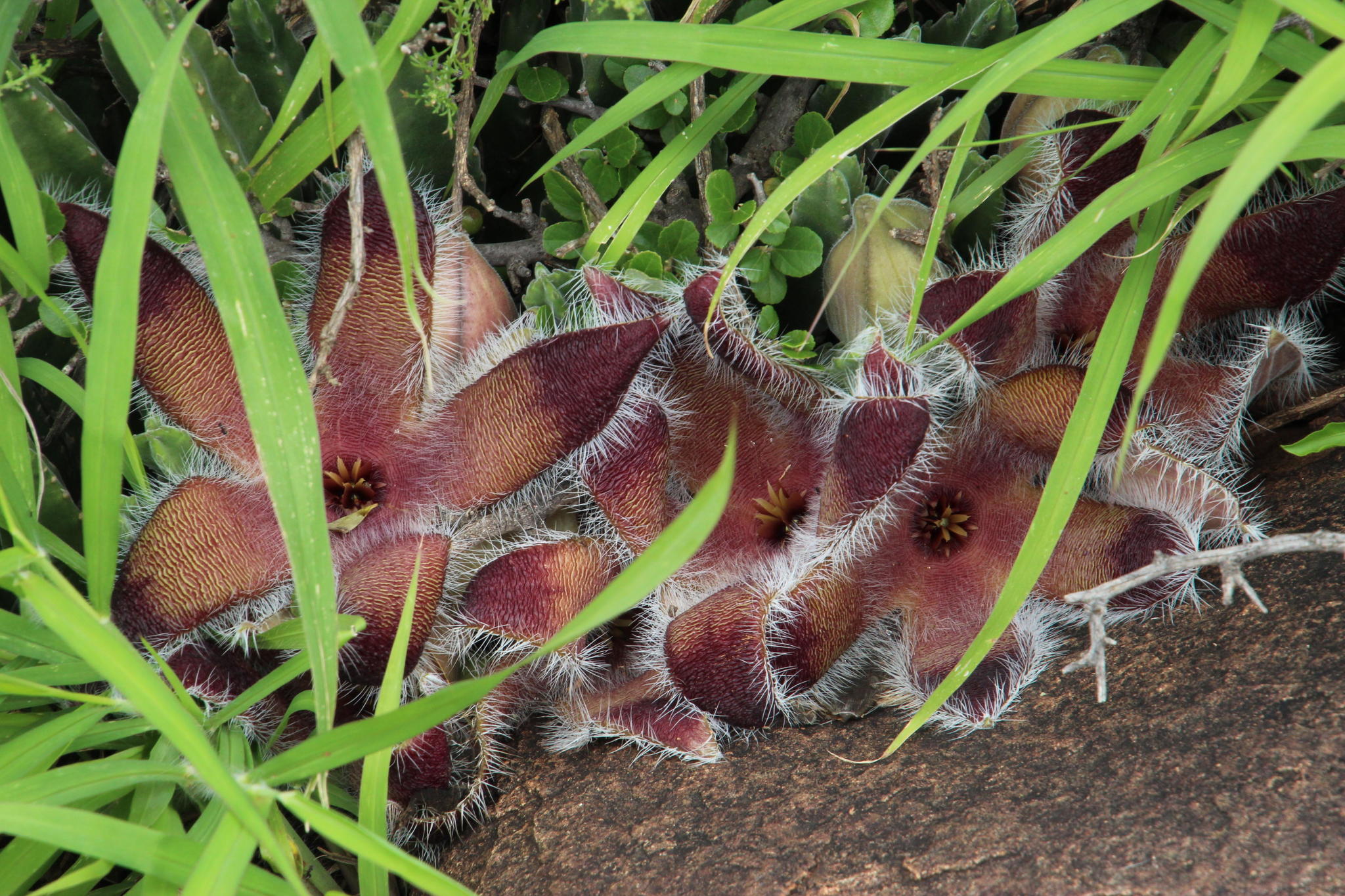 Stapelia ambigua Masson 3