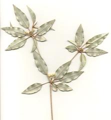 Croton pseudopulchellus