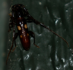 Heterachthes quadrimaculatus