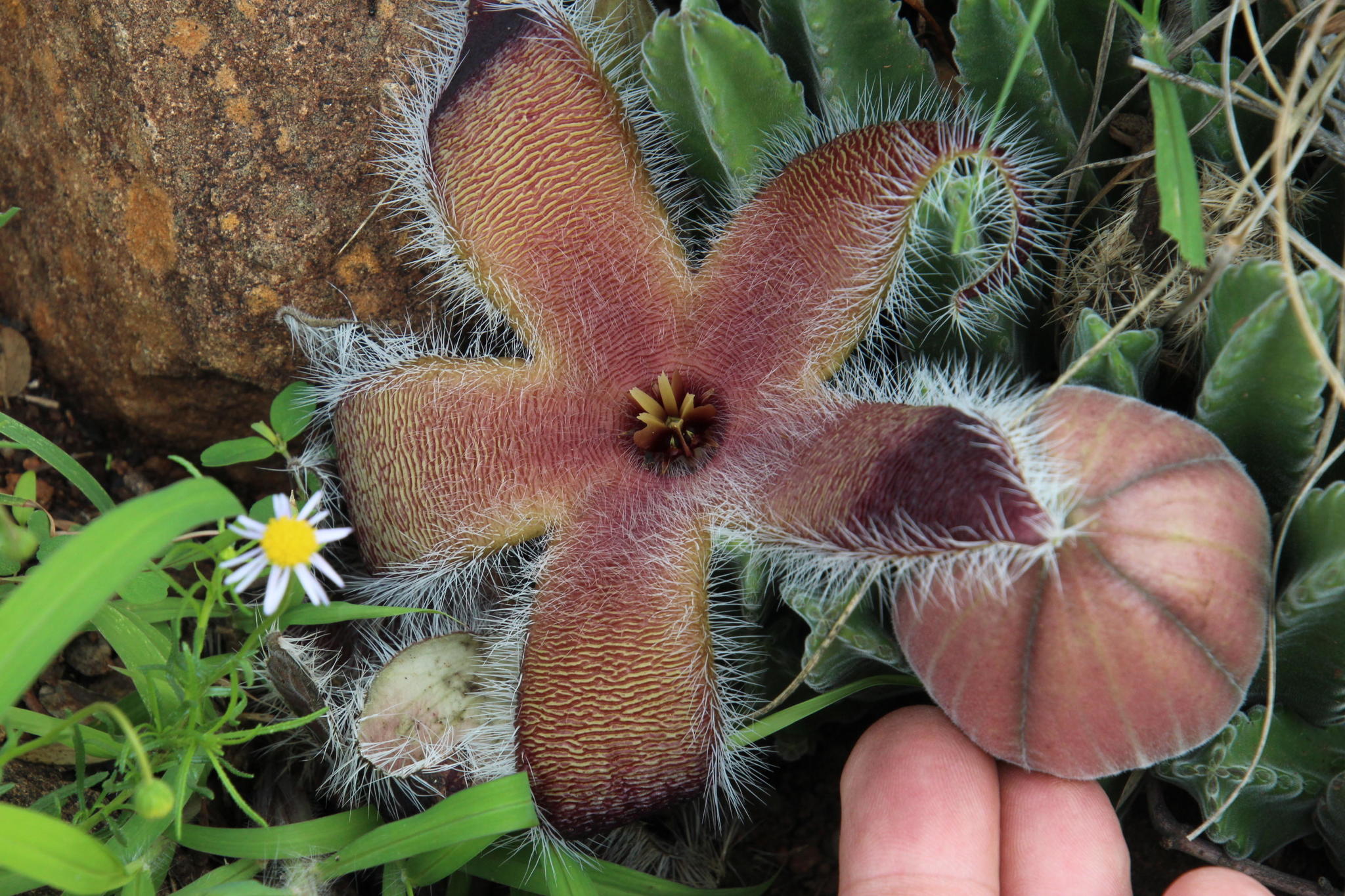 Stapelia fergusoniae (R.A.Dyer) P.V.Heath