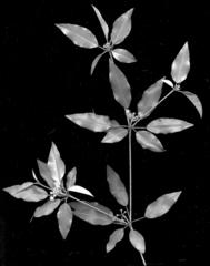 Croton pseudopulchellus