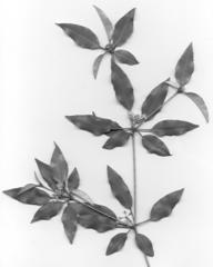 Croton pseudopulchellus