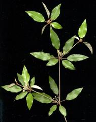 Croton pseudopulchellus