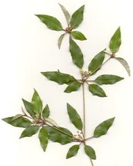 Croton pseudopulchellus