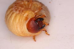 Cyphonistes vallatus