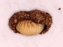 Cyphonistes vallatus