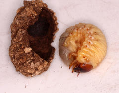 Cyphonistes vallatus